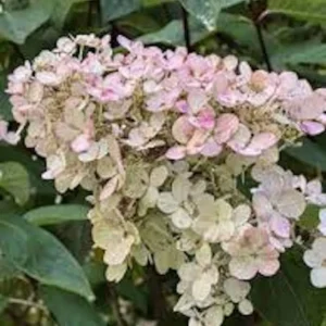 Pink Diamond Hydrangea Bare Root Starter Plant - 3 Pack, 6-8