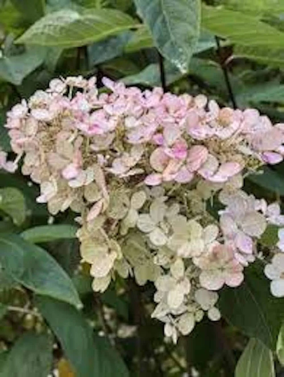 Pink Diamond Hydrangea Bare Root Starter Plant - 3 Pack, 6-8" Tall, Hardy Panicle - Image 8