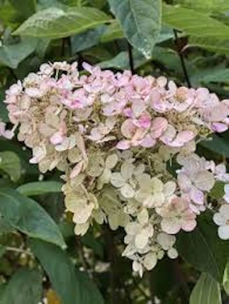 Pink Diamond Hydrangea Bare Root Starter Plant - 3 Pack, 6-8" Tall, Hardy Panicle - Image 1
