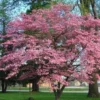 Pink Dogwood Sapling Tree - Live Plant - 10-16" Tall - 1 Quart Pot - Outdoor - Image 1