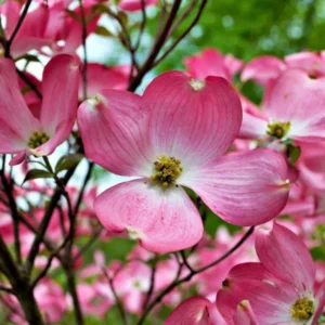 Pink Dogwood Sapling Tree - Live Plant - 10-16