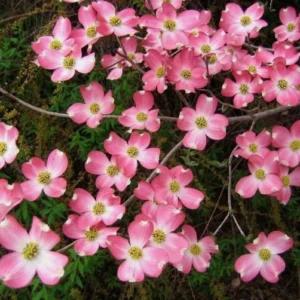 Pink Dogwood Sapling Tree - Live Plant - 10-16