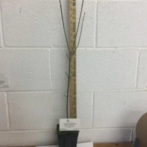 Pink Dogwood Sapling Tree - Live Plant - 10-16