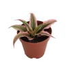 Pink Earth Star Cryptanthus Live Plant – 2 inch Pot – Indoor Houseplant - Image 1