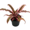 Pink Earth Star Cryptanthus Live Plant – 2.5 inch Pot – Indoor Houseplant - Image 1