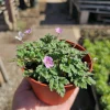 Pink Erodium Flore Pleno Live Plant – Bishop Form Heron's Bill – 4 inch Pot - Image 1