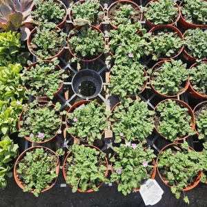 Pink Erodium Flore Pleno Live Plant – Bishop Form Heron's Bill – 4 inch Pot - Image 3