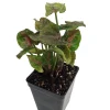 Pink Fairy Arrowhead Plant Live Syngonium Nephthytis 2.5" Pot Indoor Houseplant - Image 1