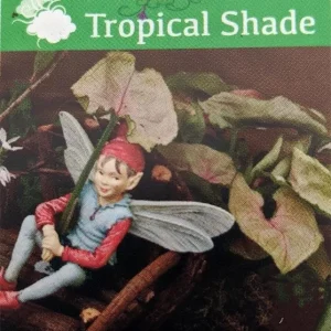 Pink Fairy Arrowhead Plant Live Syngonium Nephthytis 2.5