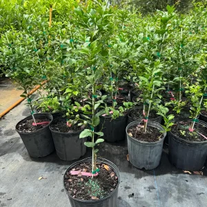 Pink Finger Lime Tree – Live Plant – 3 Gallon Pot – 2-3 Feet Tall - Image 3