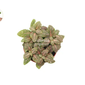 Pink Fittonia Live Plant – 4 inch Pot – Indoor Houseplant - Image 2