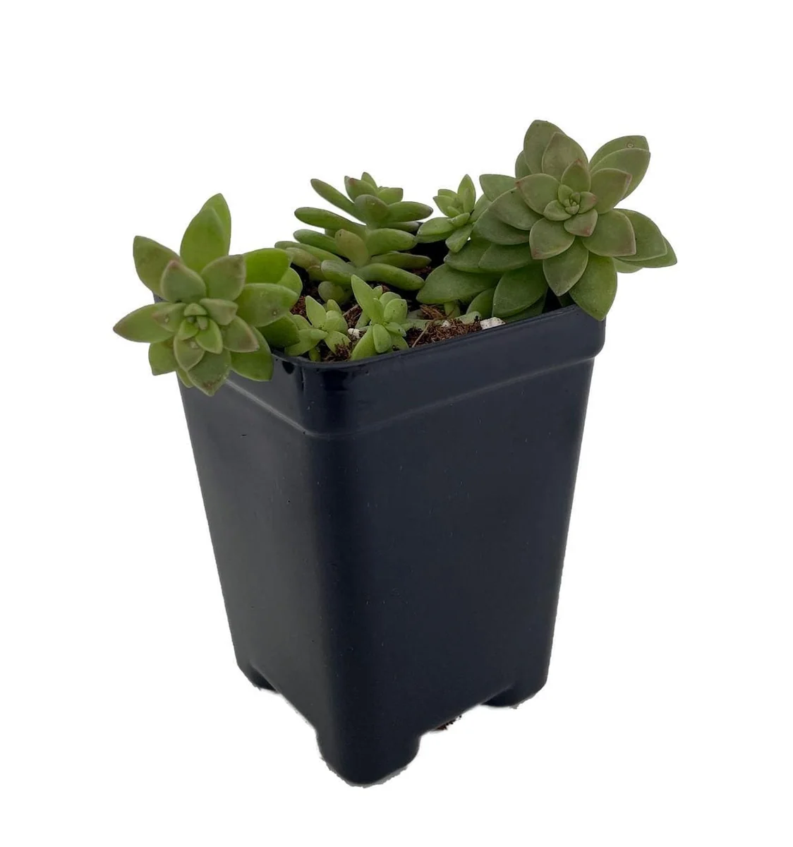 Pink Granite Sedeveria Succulent Live Plant – 2.5 inch Pot – Indoor/Outdoor - Image 1