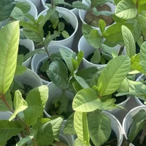 Pink Guava Fruit Tree Live Plant, 5-8 inches, Tropical & Delicious - Image 3