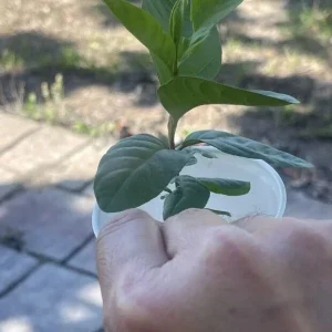 Pink Guava Fruit Tree Live Plant 5-8 inches - Tropical Edible Fruit - Image 5