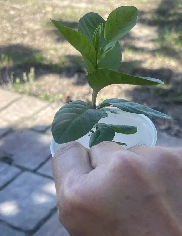 Pink Guava Fruit Tree Live Plant 5-8 inches - Tropical Edible Fruit - Image 5