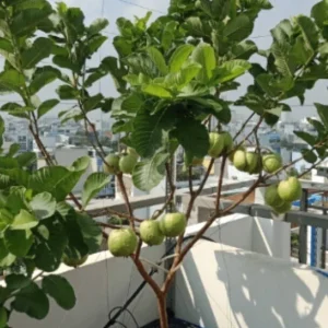 Pink Guava Fruit Tree Live Plant 5-8 inches - Tropical Edible Fruit - Image 6