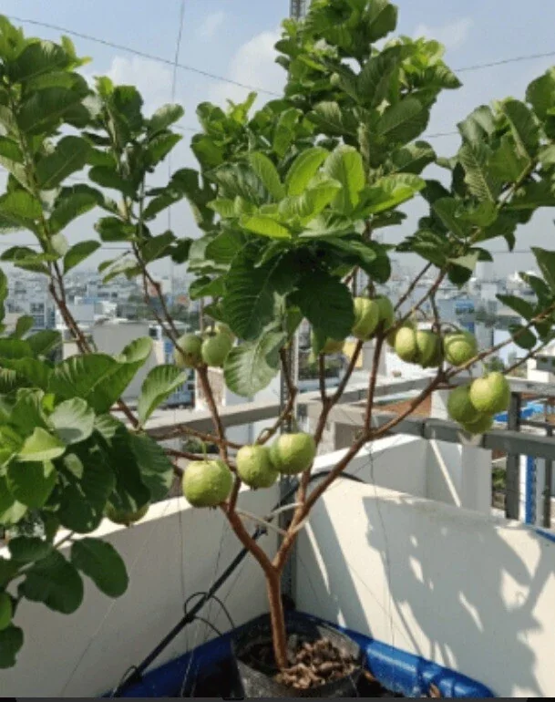 Pink Guava Fruit Tree Live Plant 5-8 inches - Tropical Edible Fruit - Image 6