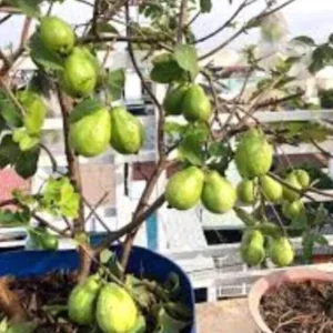 Pink Guava Fruit Tree Live Plant, 5-8 inches, Tropical & Delicious - Image 9