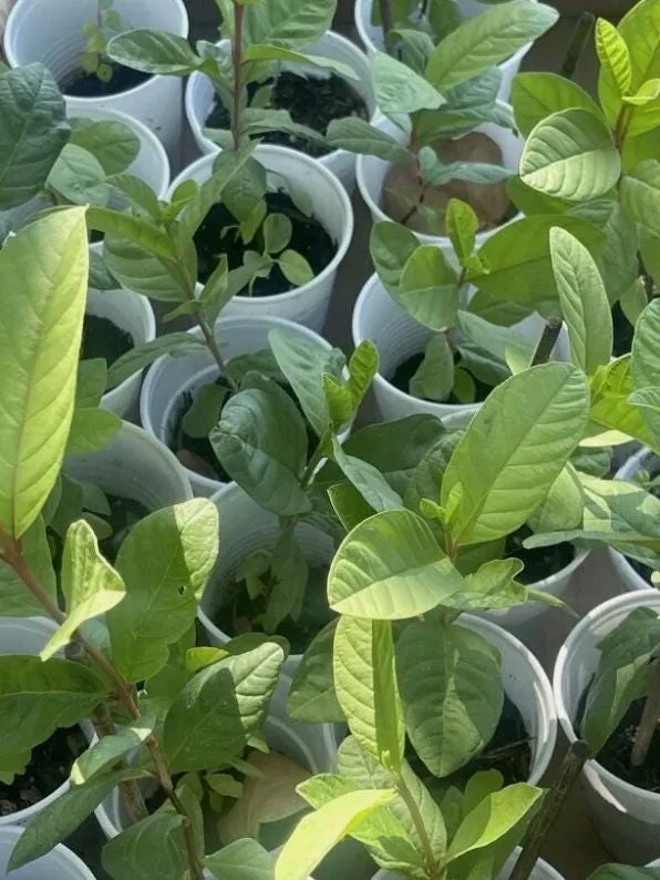 Pink Guava Live Plant - 4-8in Tall Psidium Guajava Tropical Fruit Tree for Home Garden - Image 5