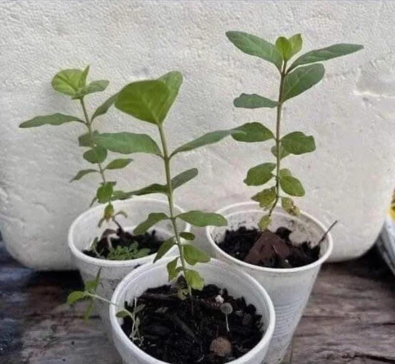 Pink Guava Live Plant - 4-8in Tall Psidium Guajava Tropical Fruit Tree for Home Garden - Image 6