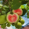 Pink Guava Live Plant - 4-8in Tall Psidium Guajava Tropical Fruit Tree for Home Garden - Image 1