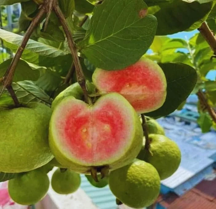 Pink Guava Live Plant - 4-8in Tall Psidium Guajava Tropical Fruit Tree for Home Garden - Image 1
