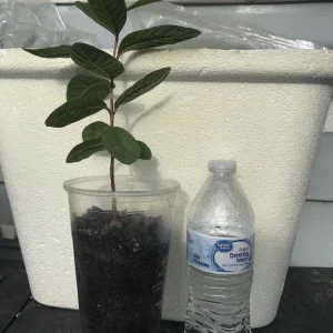 Pink Guava Live Plant 9-12 inch - Exotic Tropical Fruit Tree - Image 3