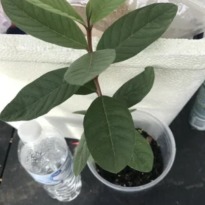 Pink Guava Live Plant 9-12 inch - Exotic Tropical Fruit Tree - Image 5