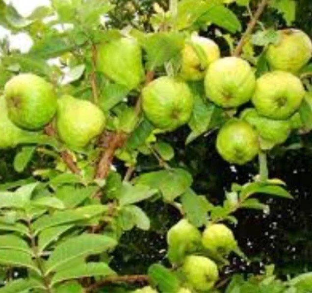 Pink Guava Live Plant 9-12 inch - Exotic Tropical Fruit Tree - Image 7