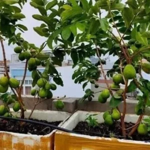 Pink Guava Live Plant 9-12 inch - Exotic Tropical Fruit Tree - Image 8