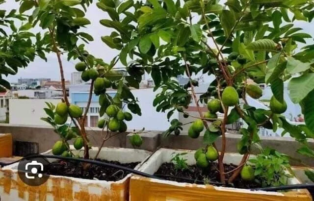 Pink Guava Live Plant 9-12 inch - Exotic Tropical Fruit Tree - Image 8