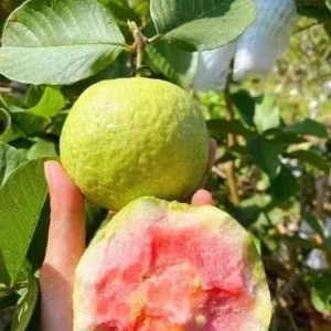 Pink Guava Live Plant - Psidium guajava - 9-12