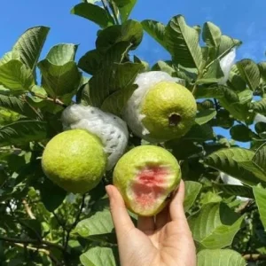 Pink Guava Live Plant - Psidium guajava - 9-12