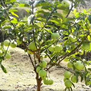 Pink Guava Live Plant - Psidium guajava - 9-12