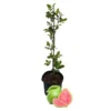 Pink Guava Live Tree - 3 Gallon Pot - Tropical Edible Fruit Plant - Image 1