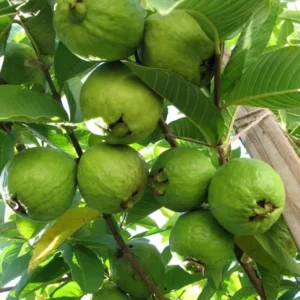 Pink Guava Live Tree - 3 Gallon Pot - Tropical Edible Fruit Plant - Image 3