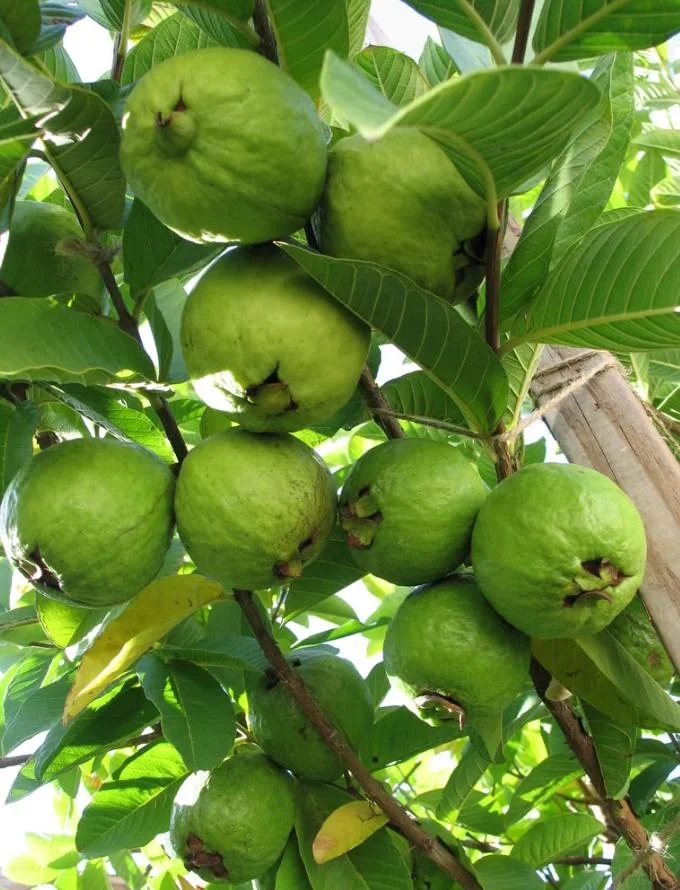 Pink Guava Live Tree - 3 Gallon Pot - Tropical Edible Fruit Plant - Image 3