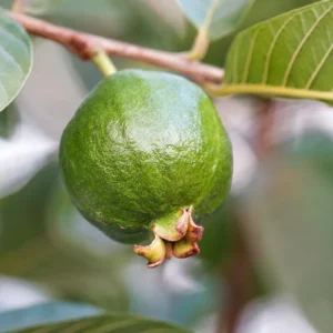 Pink Guava Live Tree - 3 Gallon Pot - Tropical Edible Fruit Plant - Image 4