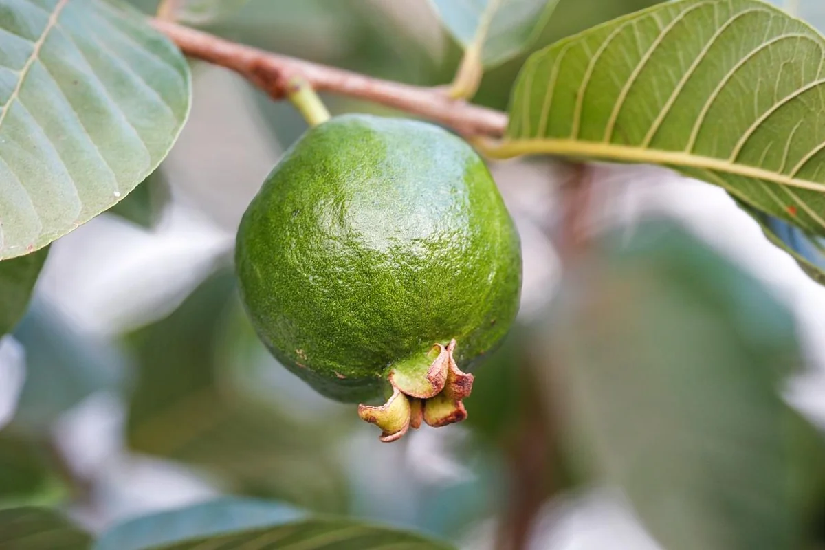 Pink Guava Live Tree - 3 Gallon Pot - Tropical Edible Fruit Plant - Image 4