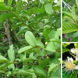 Pink Guava Live Tree - 3 Gallon Pot - Tropical Edible Fruit Plant - Image 5