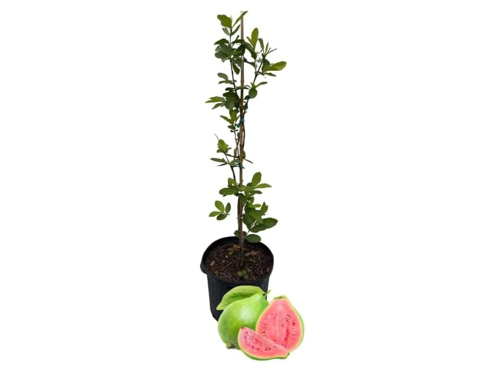 Pink Guava Live Tree - 3 Gallon Pot - Tropical Edible Fruit Plant - Image 1