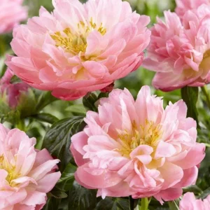 Pink Hawaiian Coral Peony Bareroot - Fragrant Flower Plant, 2-3 Eye, Zones 3-8 - Image 1
