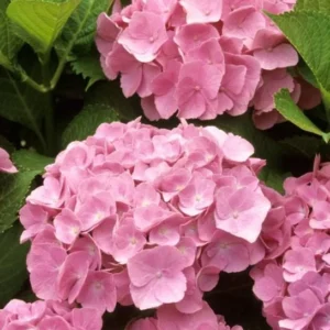 Pink Hydrangea Live Plant - Dwarf Shrub, 6-12 Tall, 1 Quart Pot, Outdoor - Image 2