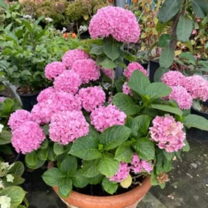 Pink Hydrangea Live Plant - Dwarf Shrub, 6-12 Tall, 1 Quart Pot, Outdoor - Image 3
