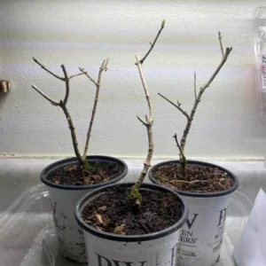 Pink Hydrangea Live Plant - Dwarf Shrub, 6-12 Tall, 1 Quart Pot, Outdoor - Image 4