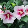 Pink Ink Rose of Sharon Hibiscus Live Plant – 4 inch Pot – Outdoor Shrub - Image 1