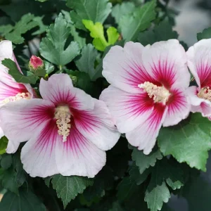 Pink Ink Rose of Sharon Hibiscus Live Plant – 4 inch Pot – Outdoor Shrub - Image 1