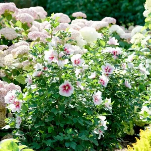 Pink Ink Rose of Sharon Hibiscus Live Plant – 4 inch Pot – Outdoor Shrub - Image 4