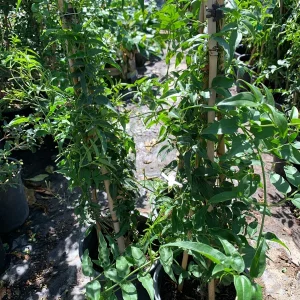 Pink Jasmine Live Plant (Jasminum Polyanthum) - 1 ft Tall in 1 Gallon Pot - Outdoor Vine - Image 3