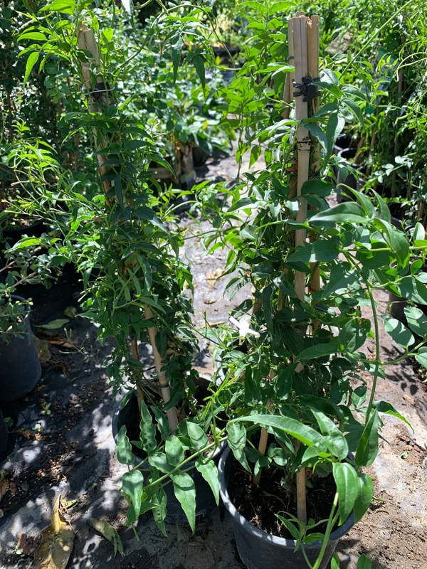 Pink Jasmine Live Plant (Jasminum Polyanthum) - 1 ft Tall in 1 Gallon Pot - Outdoor Vine - Image 3